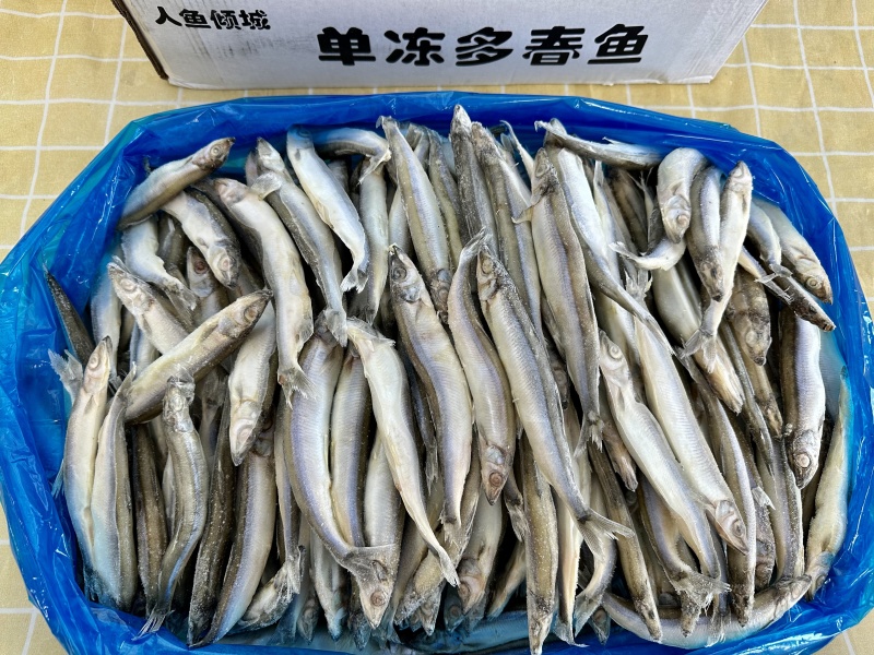 多春鱼