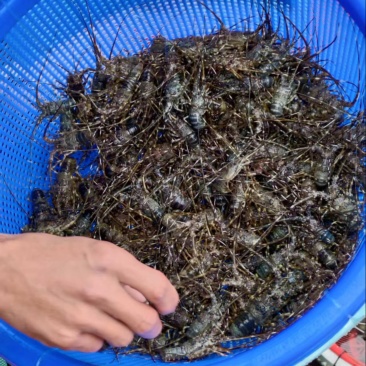 小青龙虾苗