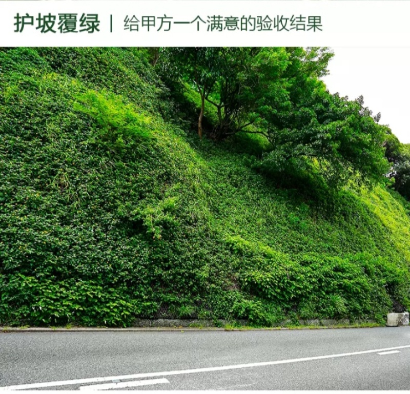 草坪种子四季青庭院耐旱耐踩黑麦草狗牙根草子种护坡绿化种子