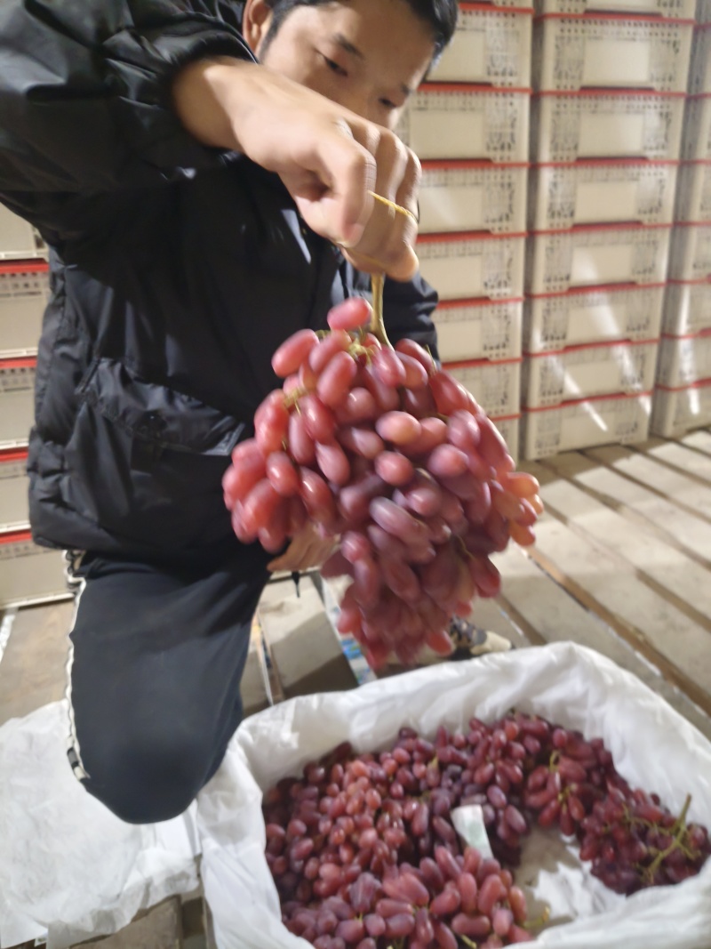 四川西昌克伦生葡萄，彩票货，一级，二级，特级大量现货供应