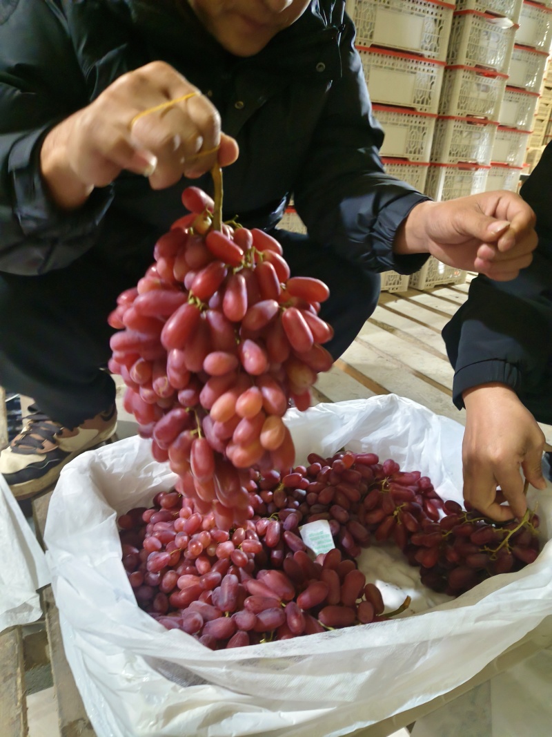 四川西昌克伦生葡萄，彩票货，一级，二级，特级大量现货供应