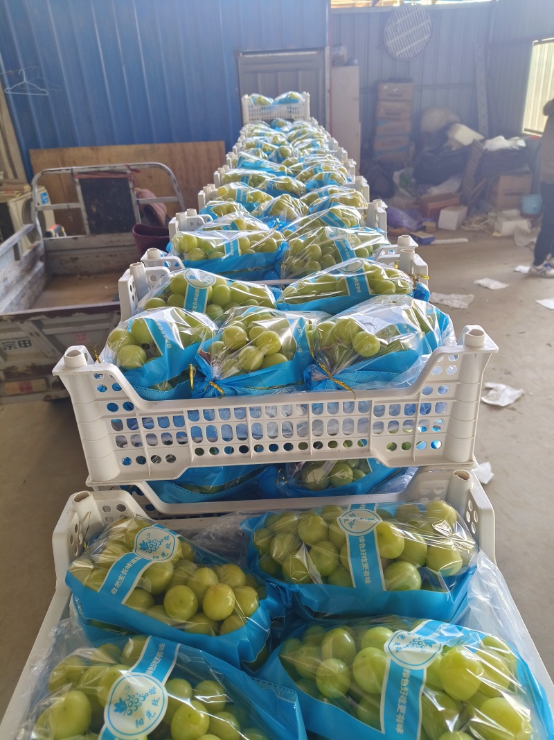 【热卖推荐】河北石家庄产区精品阳光玫瑰可对接商超欢迎选