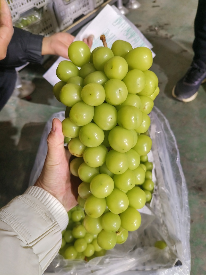 【热卖推荐】河北石家庄产区精品阳光玫瑰可对接商超欢迎选