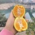 黑美人粽橙，秭归特色品种，纯甜化渣，又名巧克力橙