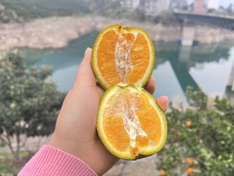 黑美人粽橙，秭归特色品种，纯甜化渣，又名巧克力橙