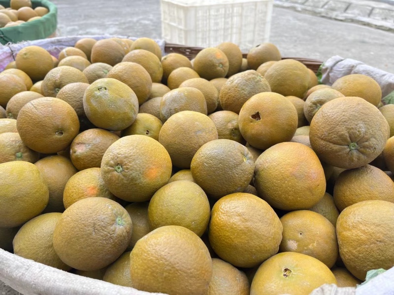 黑美人粽橙，秭归特色品种，纯甜化渣，又名巧克力橙