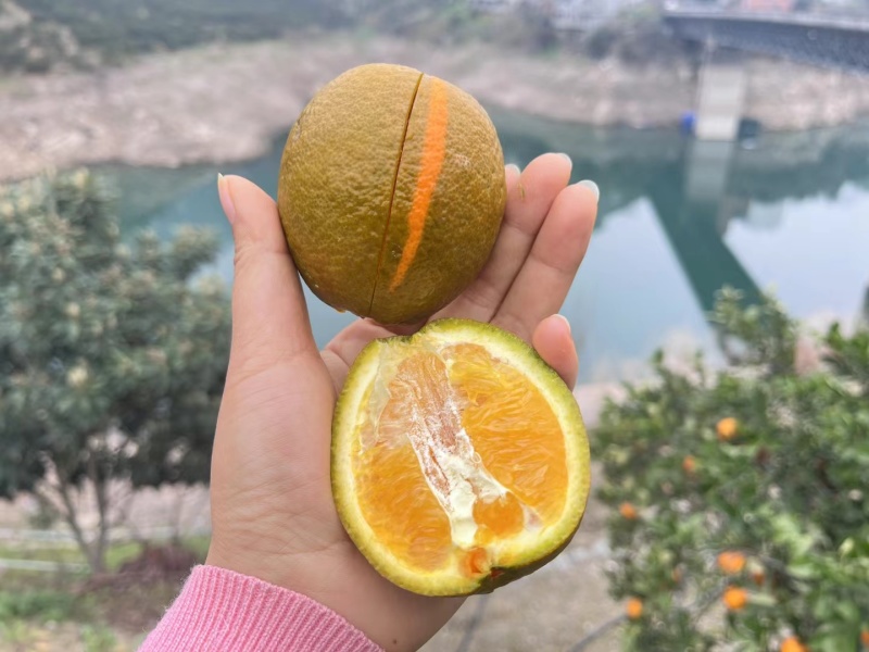 黑美人粽橙，秭归特色品种，纯甜化渣，又名巧克力橙