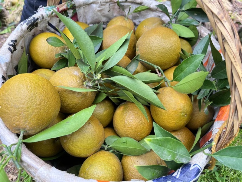 黑美人粽橙，秭归特色品种，纯甜化渣，又名巧克力橙