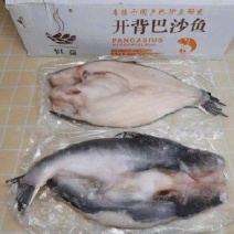 开背巴沙鱼