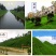 草坪种子绿化草籽四季青常青护坡固土防塌草种草籽