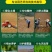 草坪种子绿化草籽四季青常青护坡固土防塌草种草籽