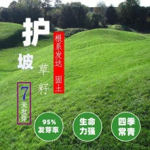 草坪种子绿化草籽四季青常青护坡固土防塌草种草籽