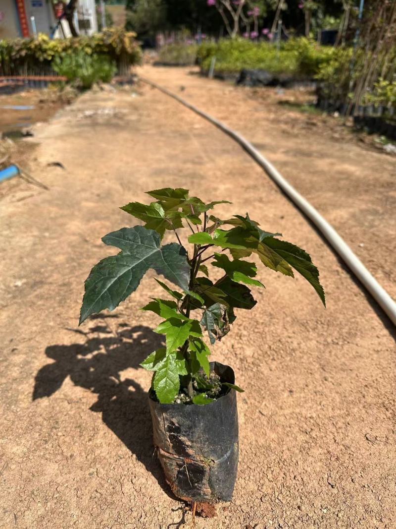 枫香小苗绿化苗木造林苗木基地直发量大优惠
