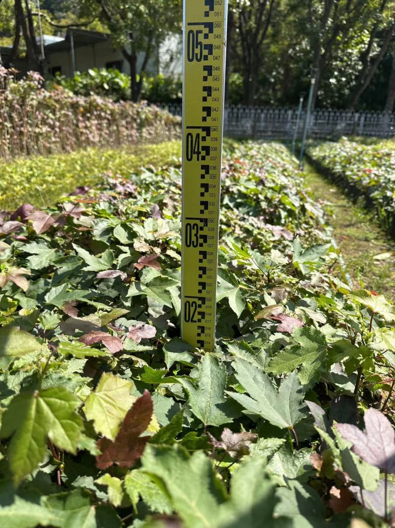 枫香小苗绿化苗木造林苗木基地直发量大优惠