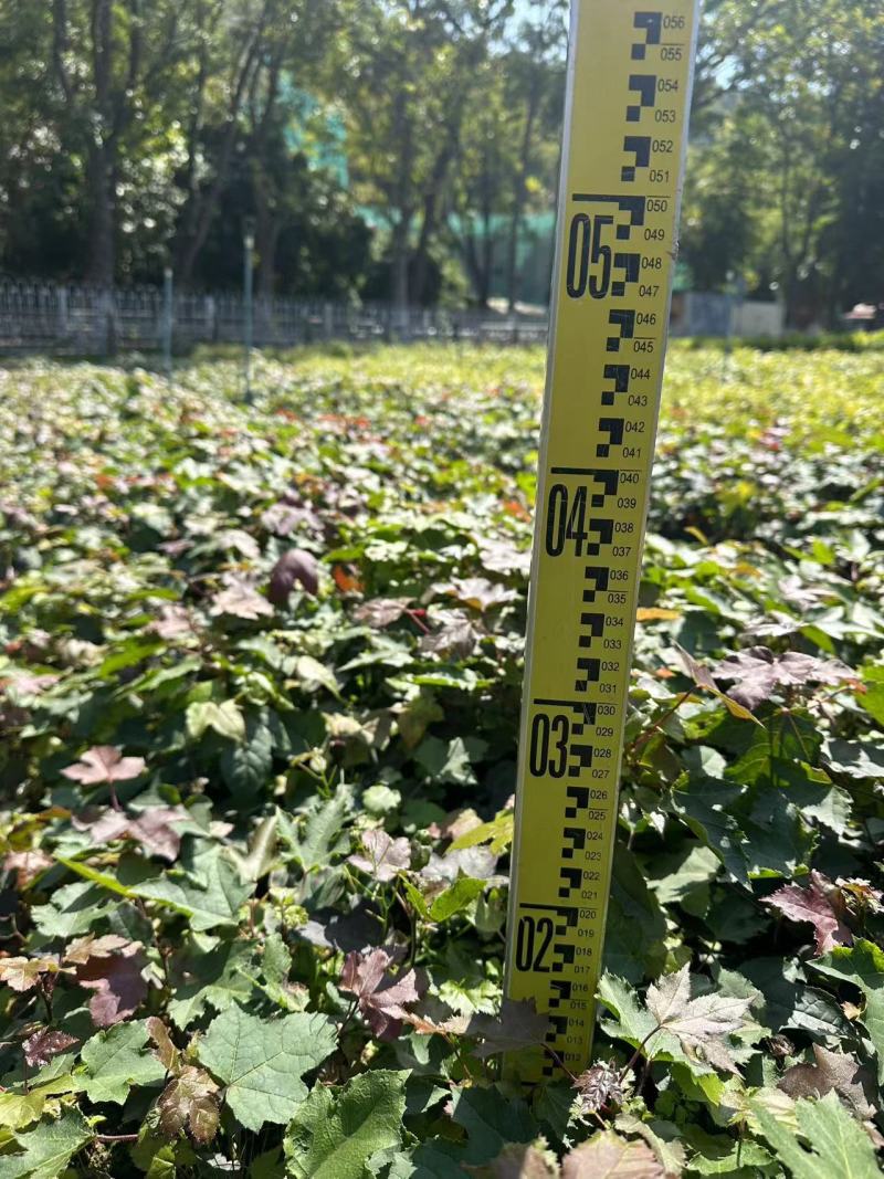 枫香小苗绿化苗木造林苗木基地直发量大优惠