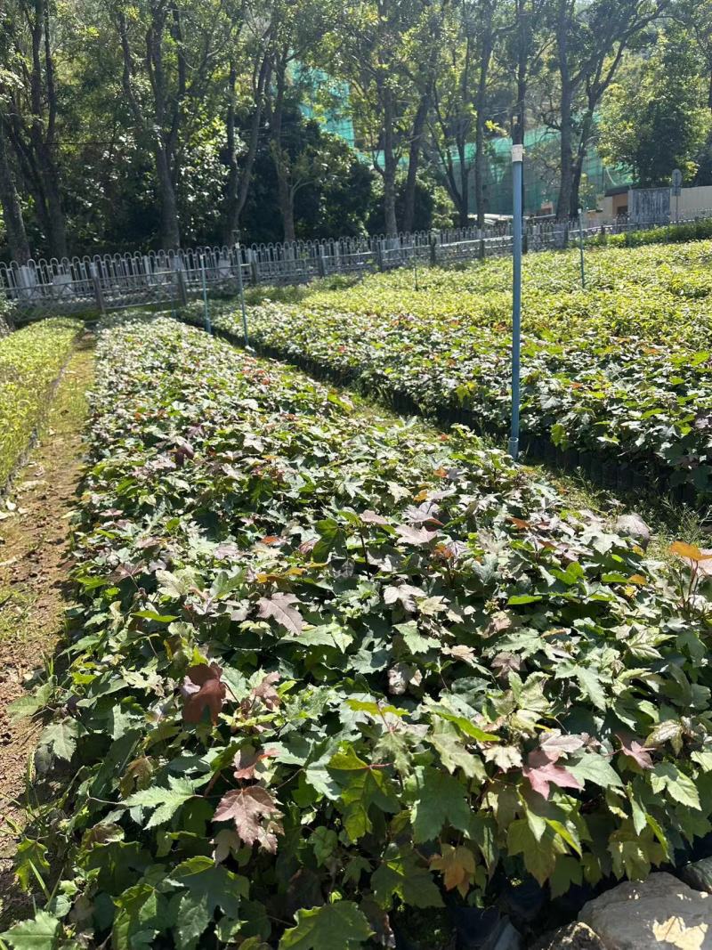枫香小苗绿化苗木造林苗木基地直发量大优惠