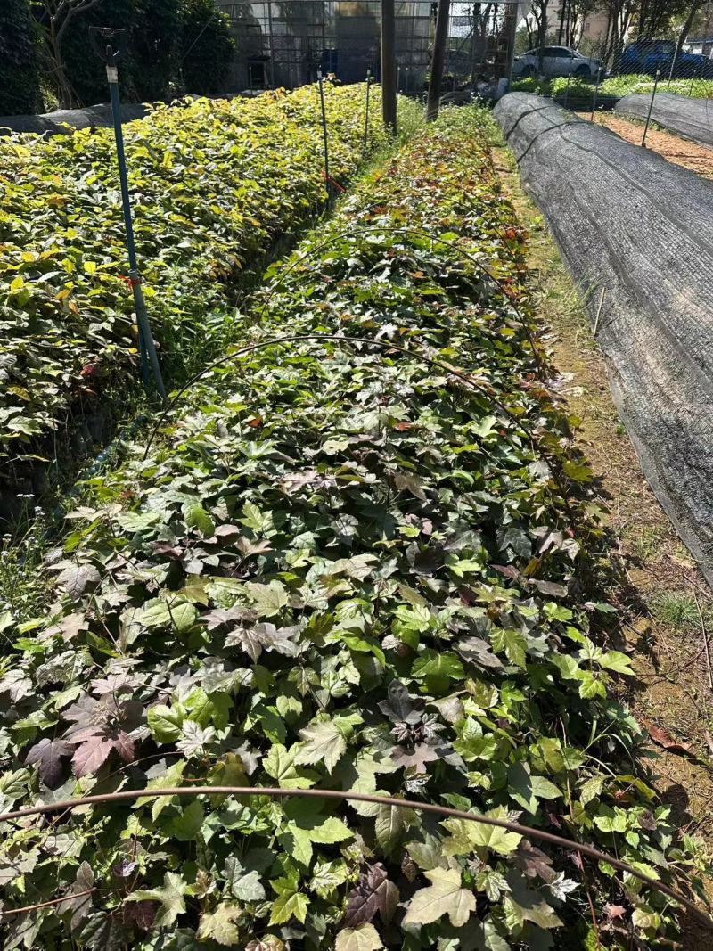 枫香小苗绿化苗木造林苗木基地直发量大优惠