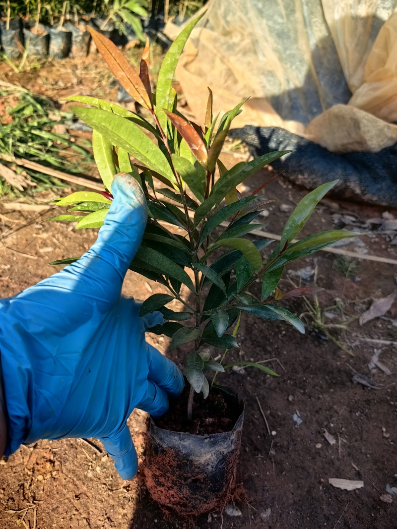 红车种苗绿化苗园林庭院苗产地直发量大优惠