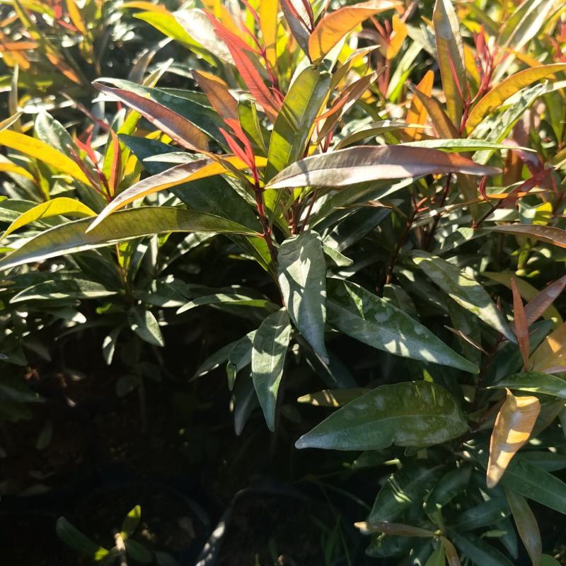 红车种苗绿化苗园林庭院苗产地直发量大优惠