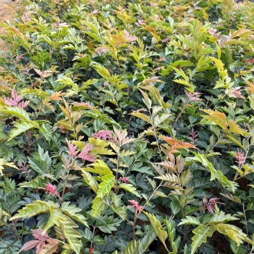 麻楝苗绿化小苗种苗乔木苗基地直发量大优惠
