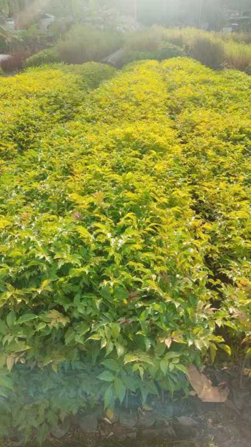 麻楝苗绿化小苗种苗乔木苗基地直发量大优惠