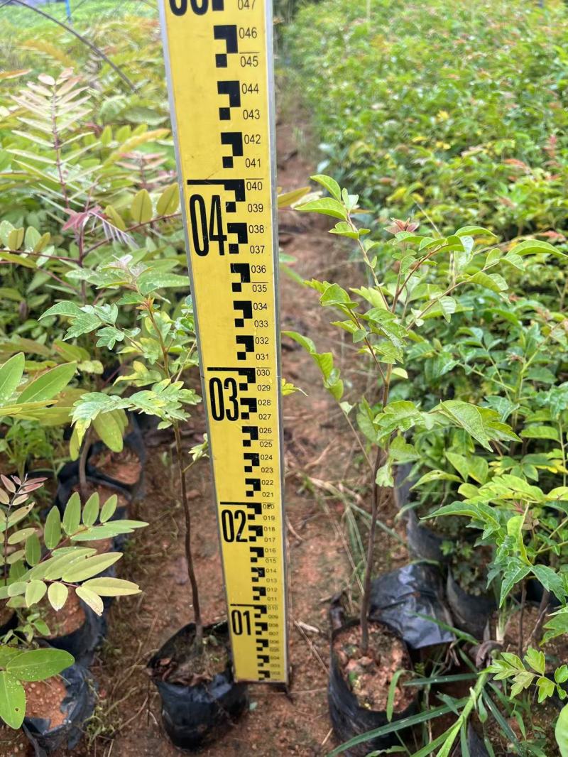 麻楝苗绿化小苗种苗乔木苗基地直发量大优惠