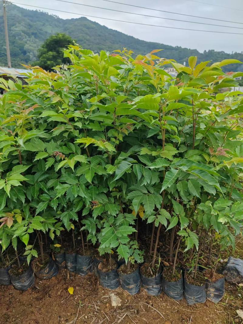 麻楝苗绿化小苗种苗乔木苗基地直发量大优惠