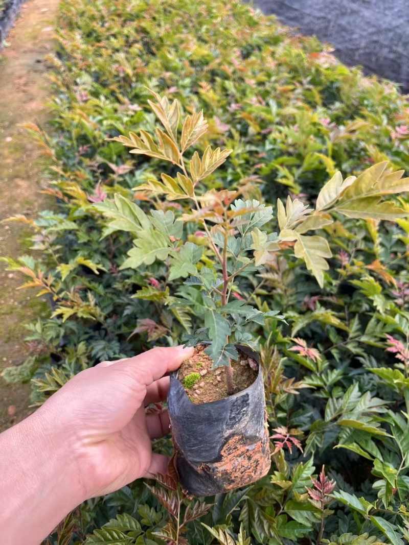 麻楝苗绿化小苗种苗乔木苗基地直发量大优惠