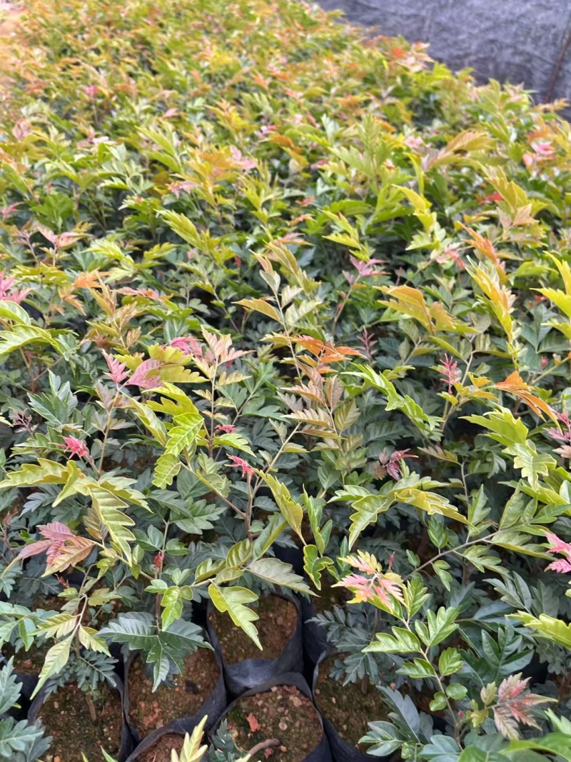 麻楝苗绿化小苗种苗乔木苗基地直发量大优惠