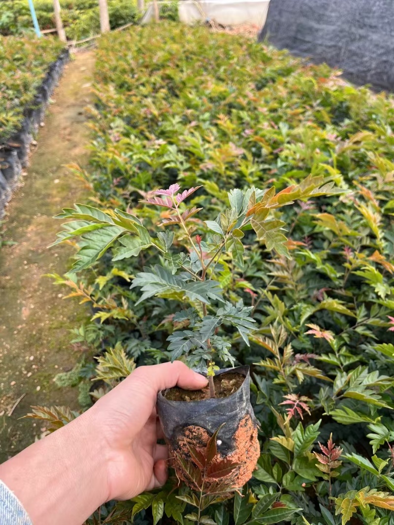 麻楝苗绿化小苗种苗乔木苗基地直发量大优惠
