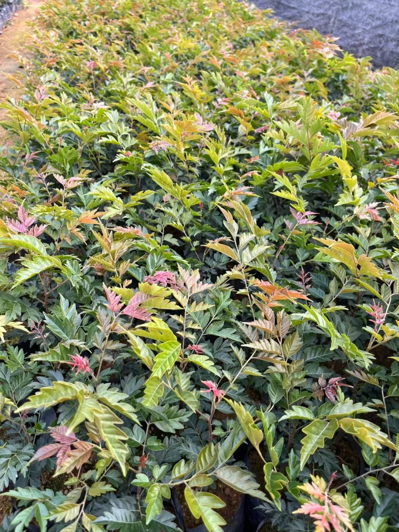 麻楝苗绿化小苗种苗乔木苗基地直发量大优惠