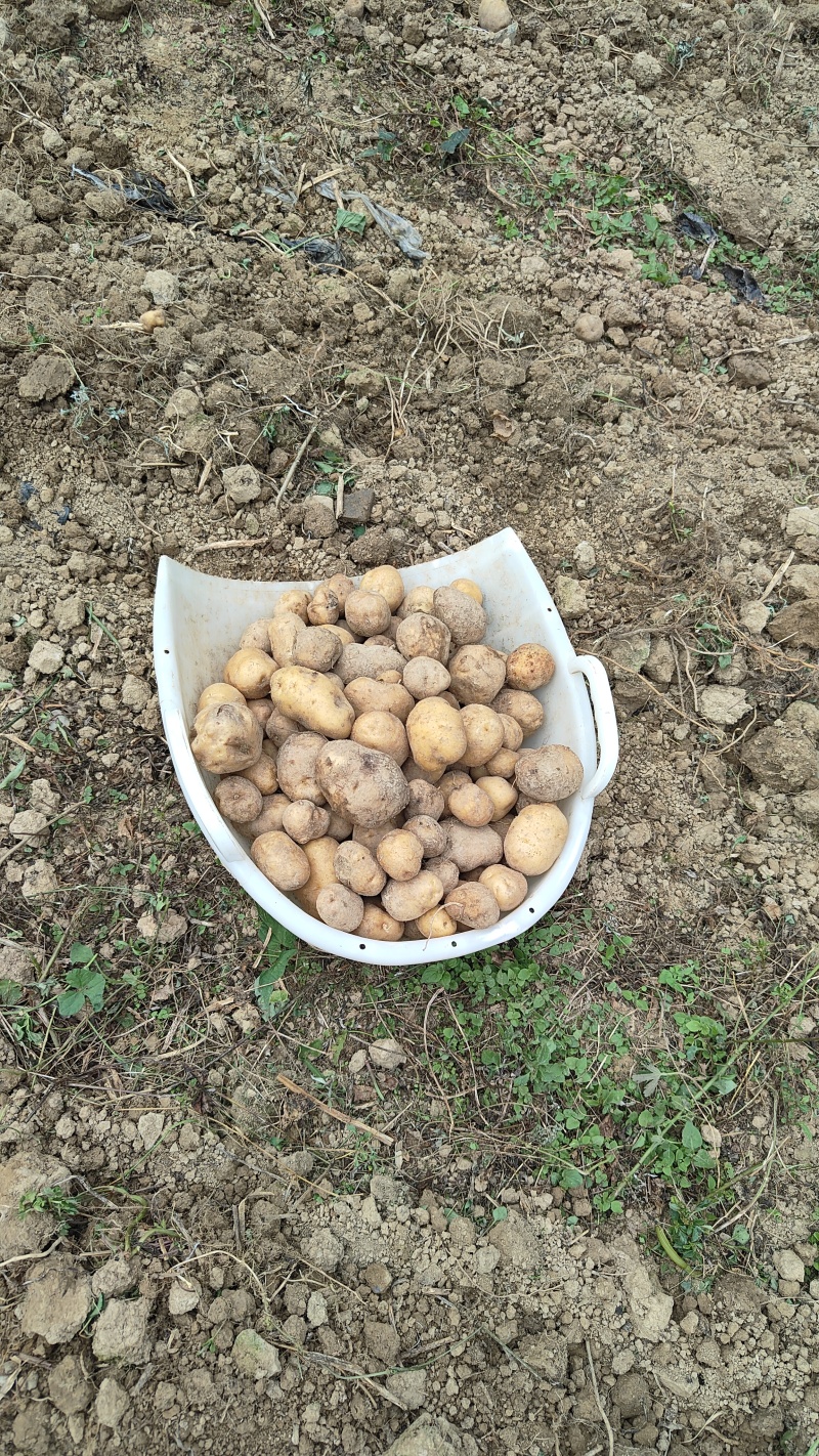 恩施小土豆一件代发