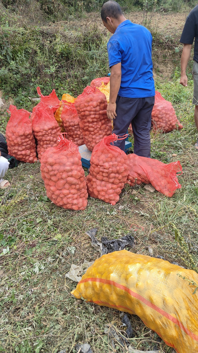 恩施小土豆一件代发