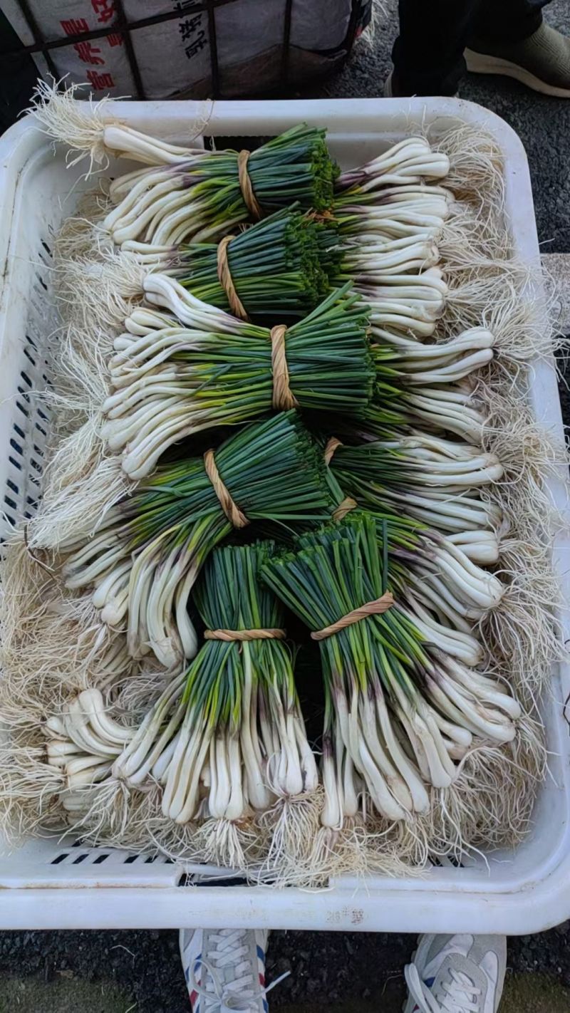 带叶荞头大量有货，量大从优，有需要的联系我！