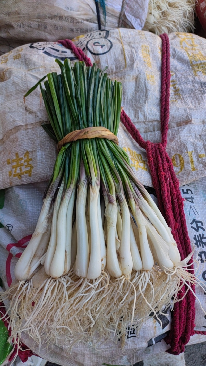 带叶荞头大量有货，量大从优，有需要的联系我！