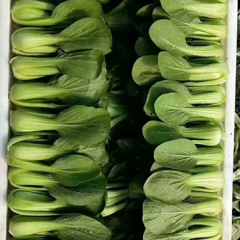 山东曹县优质蔬菜种植基地货量充足