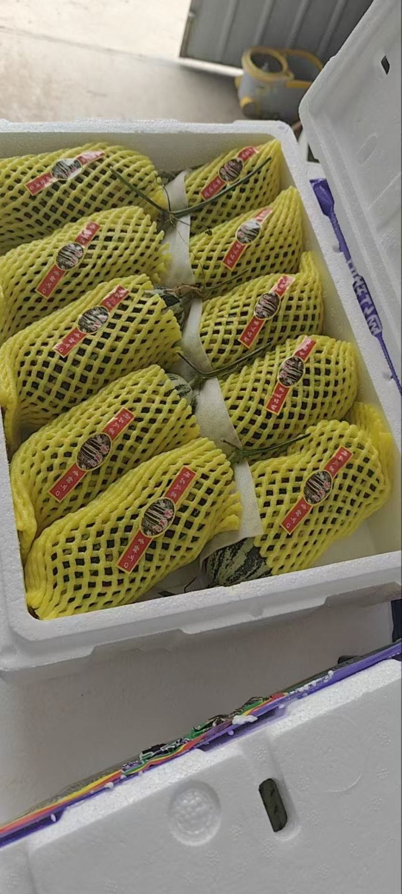博洋72博洋9博洋61产区大量上市熟度好糖度高