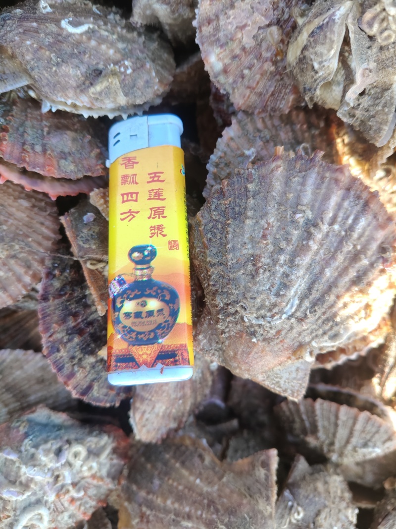 大量批发刺扇贝，日照的，口感好，无比的美味，有需要的老板