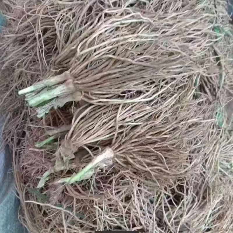 韭菜根江苏产地直发