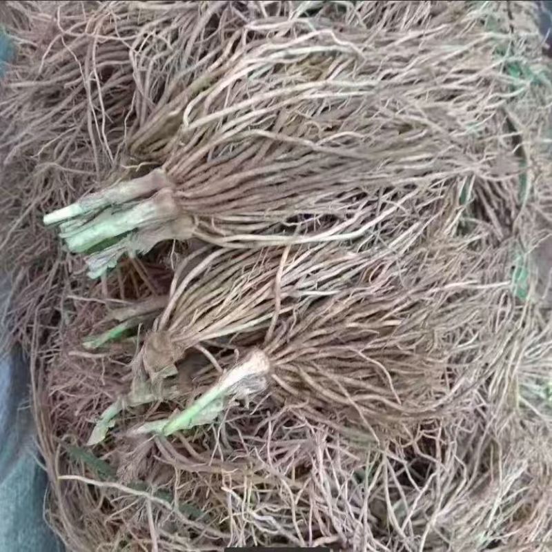 韭菜根江苏产地直发
