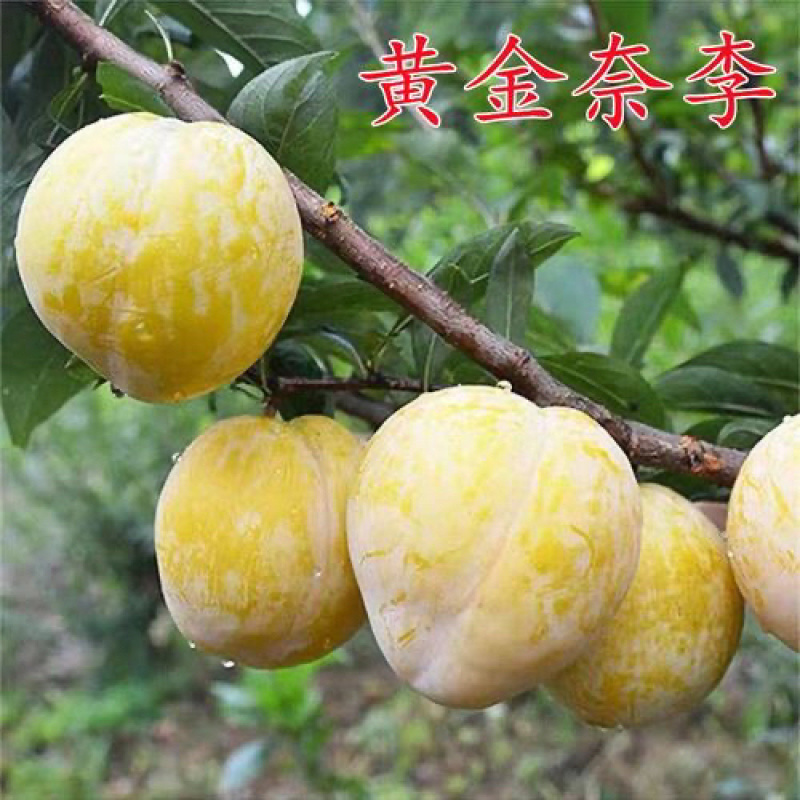 黄金奈李嫁接果树