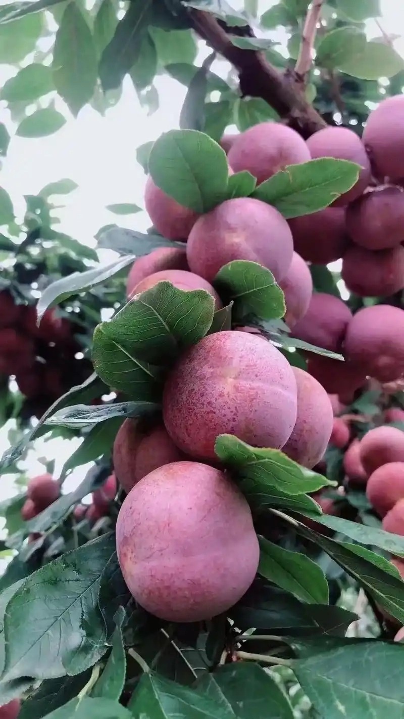 芙蓉李，蜂糖李，黑布李，嫁接果树