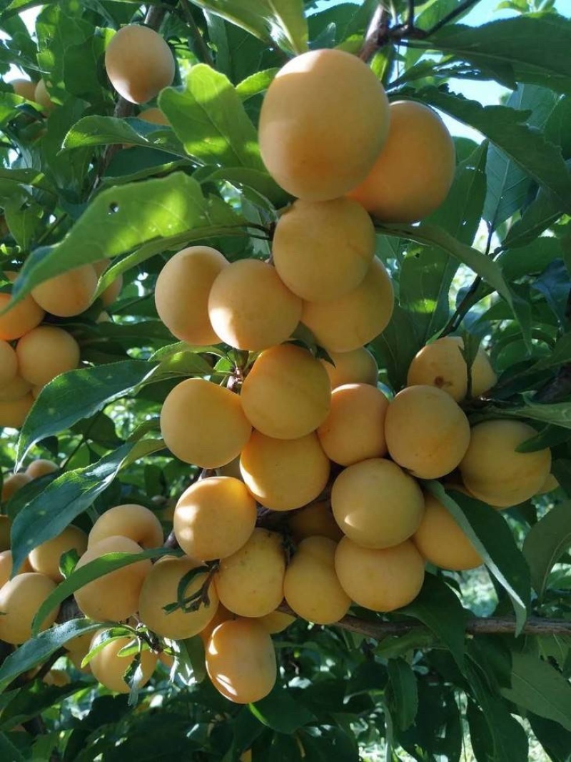芙蓉李，蜂糖李，黑布李，嫁接果树