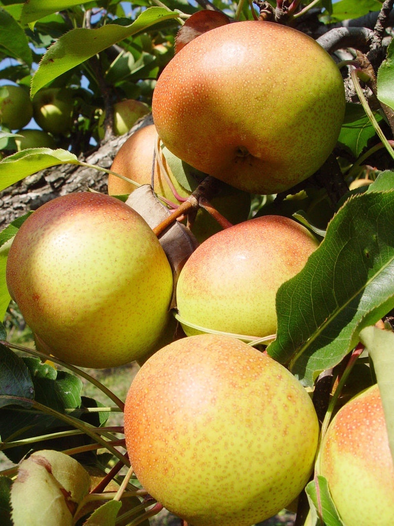 芙蓉李，蜂糖李，黑布李，嫁接果树
