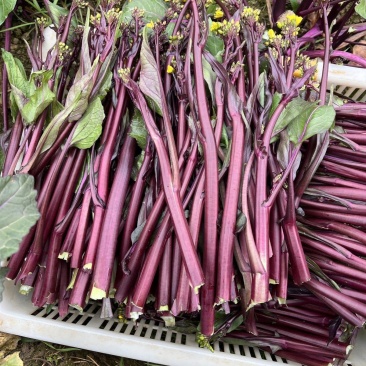 楚红苔60红菜苔种子早熟亮红无腊粉抽苔快农家秋播