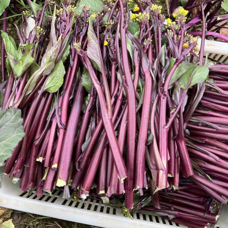 楚红苔60红菜苔种子早熟亮红无腊粉抽苔快农家秋播