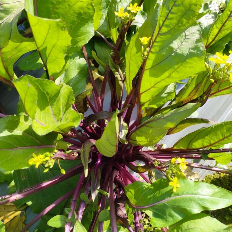 楚红苔60红菜苔种子早熟亮红无腊粉抽苔快农家秋播