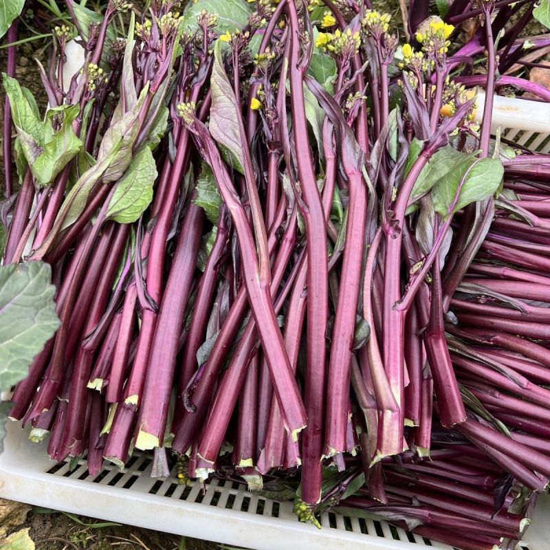 楚红苔60红菜苔种子早熟亮红无腊粉抽苔快农家秋播