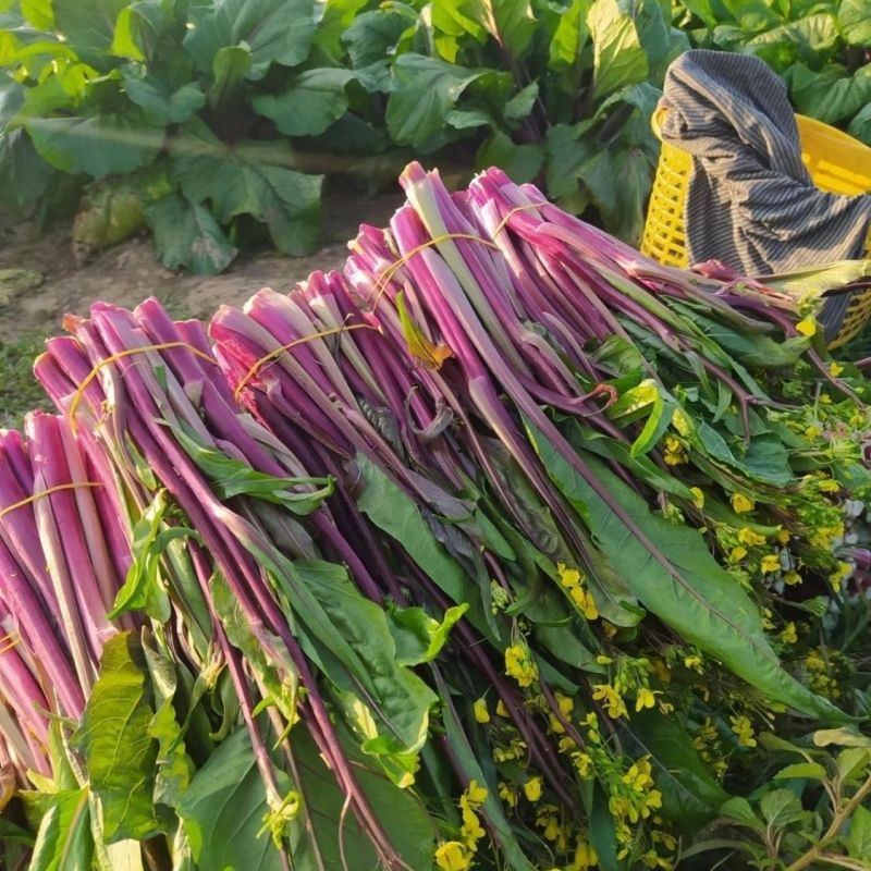 楚红苔60红菜苔种子早熟亮红无腊粉抽苔快农家秋播