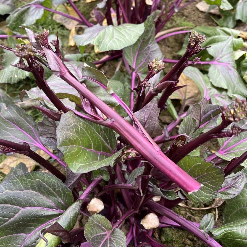楚红苔60红菜苔种子早熟亮红无腊粉抽苔快农家秋播